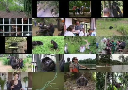 Curiosity Stream - Rescued Chimpanzees of the Congo Special (2021)