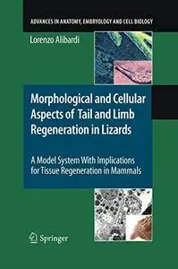 Morphological and Cellular Aspects of Tail and Limb Regeneration in Lizards: A Model System With Implications for Tissue Regene