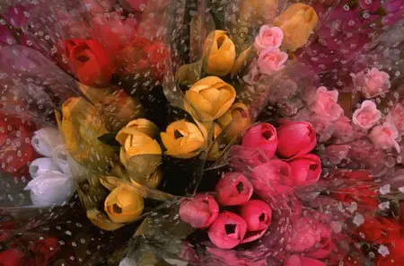 Many beautiful flowers