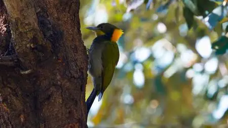 PBS Nature - Woodpeckers: The Hole Story (2022)