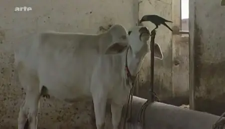 (Arte) Le mythe de la vache sacrée (2011)