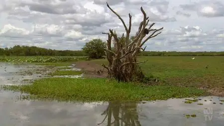 ABC - Four Corners: Crisis in Kakadu (2021)