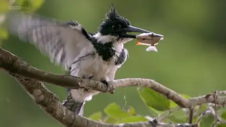 BBC - Natural World: Hotel Armadillo (2017)