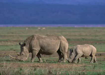 Rhinoceros - 6 UHQ