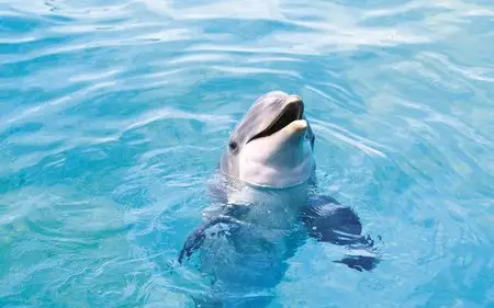 Beautiful  pictures