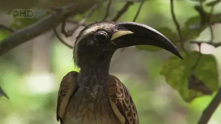 BBC Natural World -The Queen of Trees