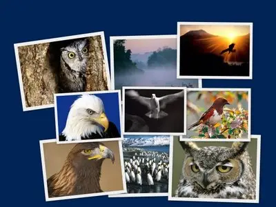 Birds wallpapers for Mobile part 3