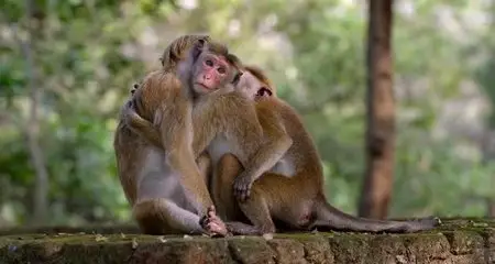 Monkey Kingdom (2015)