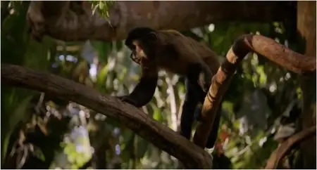 Amazonia (2013)
