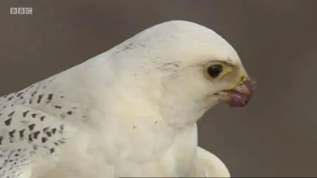 BBC - Natural World: White Falcon White Wolf (2008)