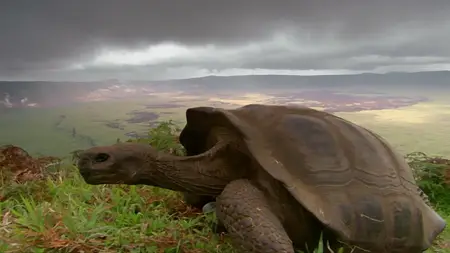 BBC Natural World - Galapagos: Islands of Change (2015)
