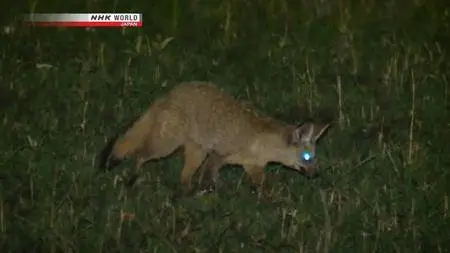 NHK Wildlife - An Ear for Danger: Bat-Eared Fox (2012)