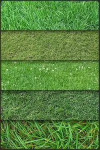 Grass textures. Part 1
