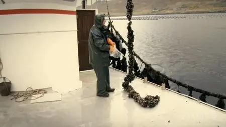 Arte - Killer Algae (2009)