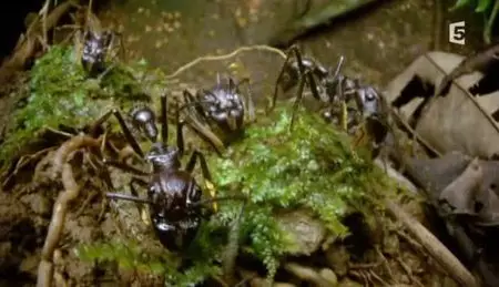 (Fr5) La cité des fourmis (2012)