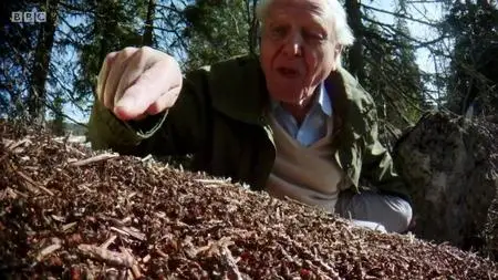 Natural World S37E08