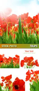Stock Photo - Tulips