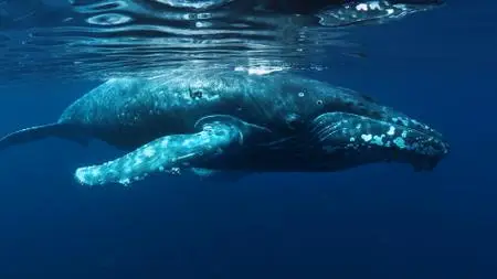 Whale Wisdom (2019)