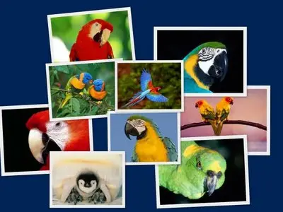 Birds wallpapers for Mobile part 4
