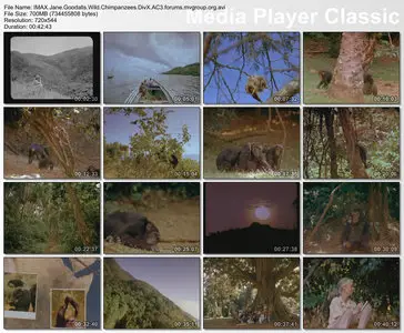 IMAX - Jane Goodalls Wild Chimpanzees