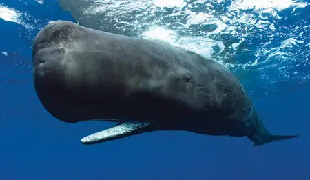 National Geographic Wild - Kingdom of the Oceans: Giants of the Deep (2012)