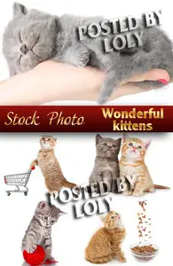 Wonderful kittens - Stock Photo