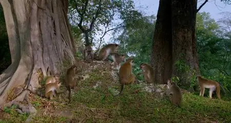 Monkey Kingdom (2015)