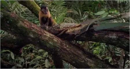 Amazonia (2013)