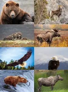 Alaska animals