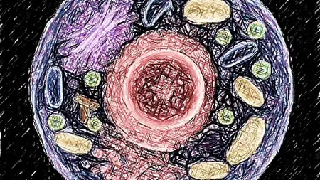 Human Anatomy And Physiology 03: Basic Cell Biology