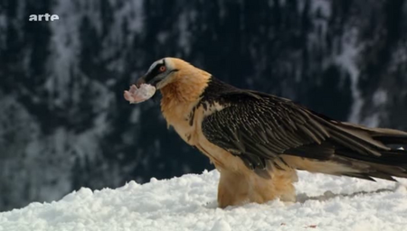 (Arte) La face sauvage des Pyrénées (2010)