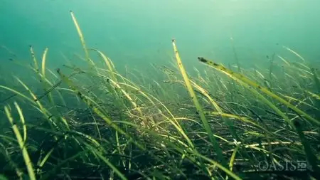 Arte - Killer Algae (2009)