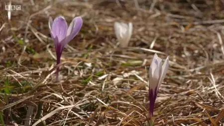 Natural World S37E08