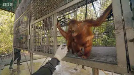 BBC Natural World - Red Ape: Saving the Orangutan (2018)