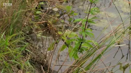 BBC Documentaries S2019E74