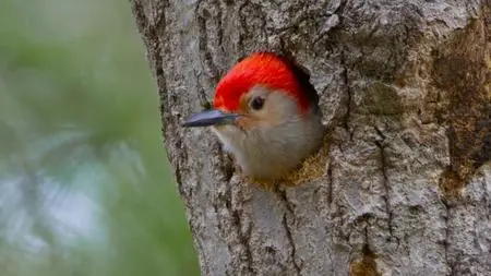 PBS Nature - Woodpeckers: The Hole Story (2022)