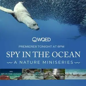 PBS Nature - Spy in the Ocean: Deep Thinkers (2023)