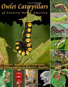 Owlet Caterpillars of Eastern North America