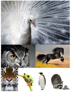 Animal planets 2