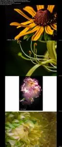 Intro to Macro Photography, Shooting Flowers Close Up