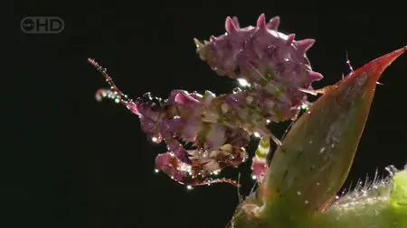 BBC Natural World -The Queen of Trees