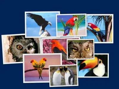 Birds wallpapers for Mobile part 5