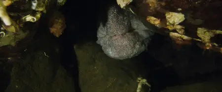 Octopus! S01E01