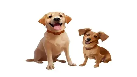 Dog Training For Kids