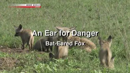 NHK Wildlife - An Ear for Danger: Bat-Eared Fox (2012)