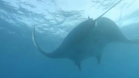 Great Blue Wild Season 3 (2020)
