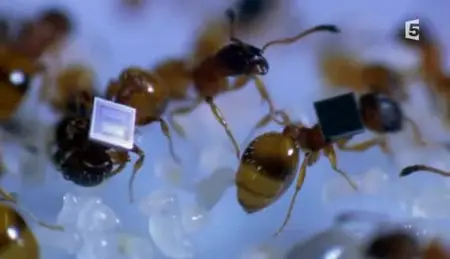 (Fr5) La cité des fourmis (2012)