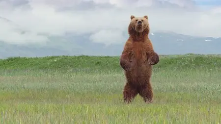 DisneyNature: Bears / Медведи (2014)
