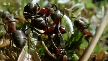 Natural World S37E08