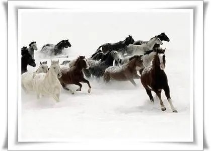 Horses Wallpaper